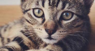Visuel Animaux