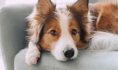 Chien
