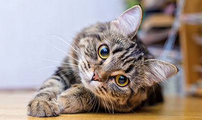 Chat