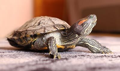 Tortue