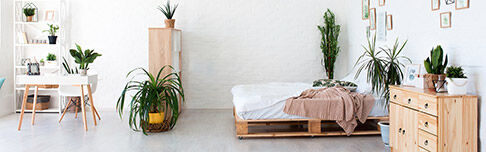Plante verte dans un logement lumineux lors d'une visite