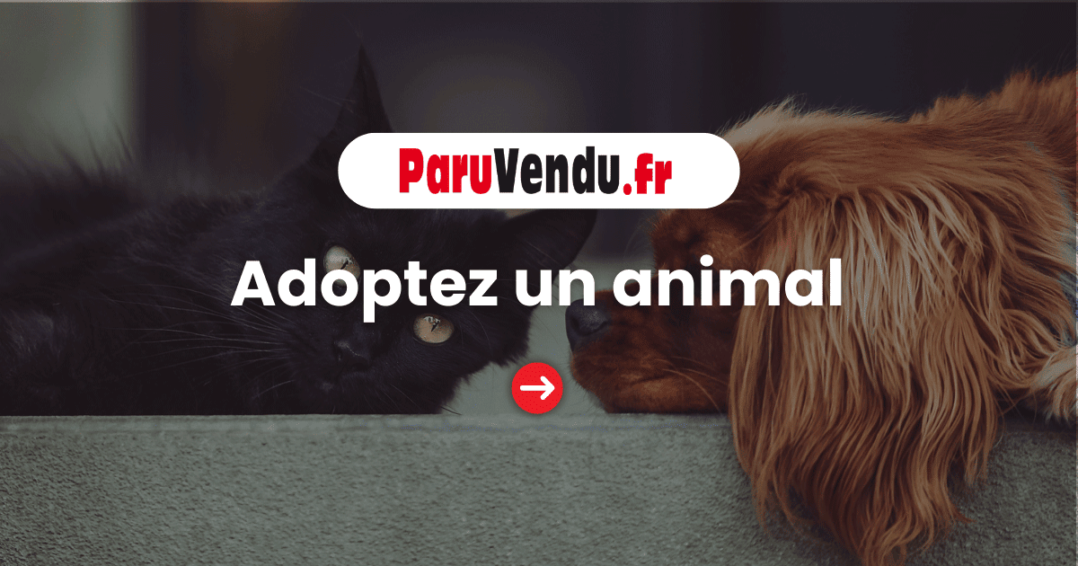 Adoptez un animal, découvrez nos annonces chats et chiens - ParuVendu.fr
