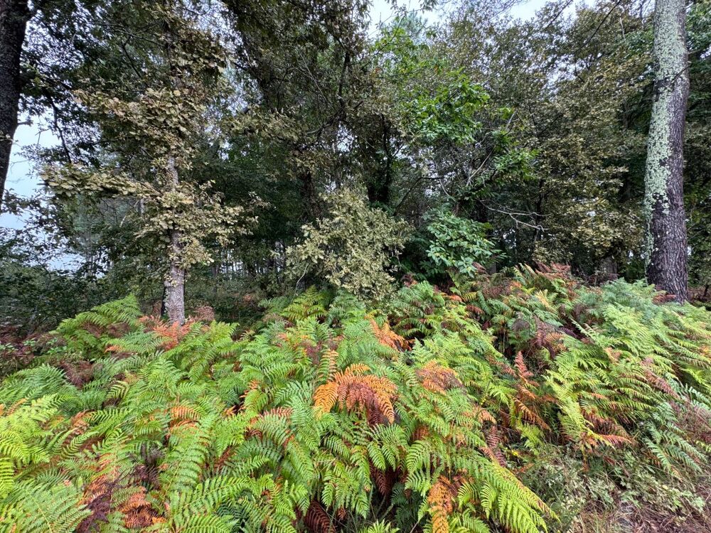Vente Terrain Forêt Escalans