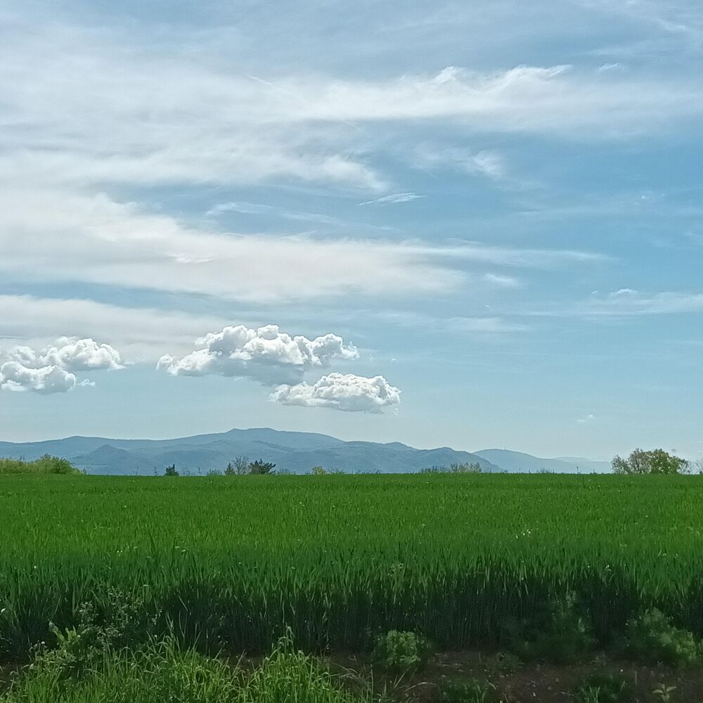 Vente Terrain Terrain constructible Châtillon-la-palud