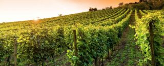  Propri�t�/ch�teau � vendre 1014 m�