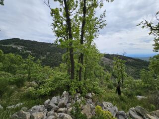 Vente Terrain 15640 m², Saint-Vallier-de-Thiey