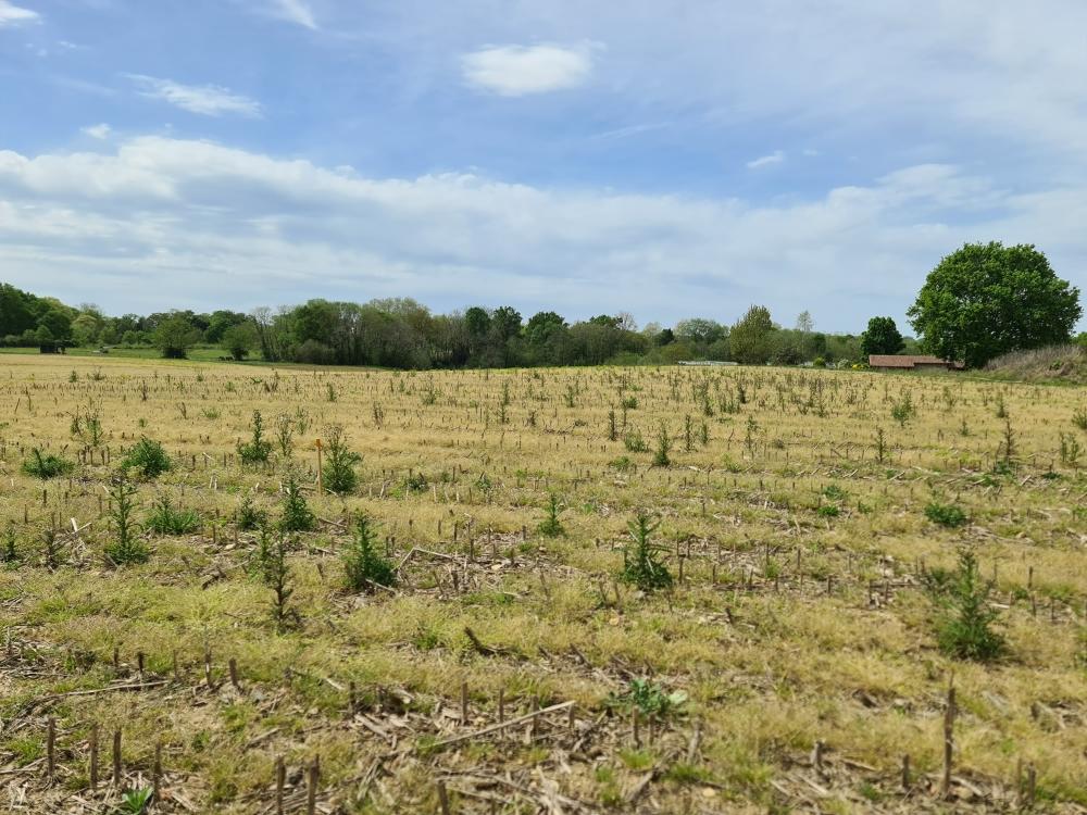 Vente Terrain Terrain constructible Sainte-marie-de-gosse
