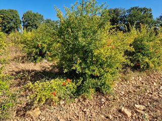  Terrain � vendre 46235 m�