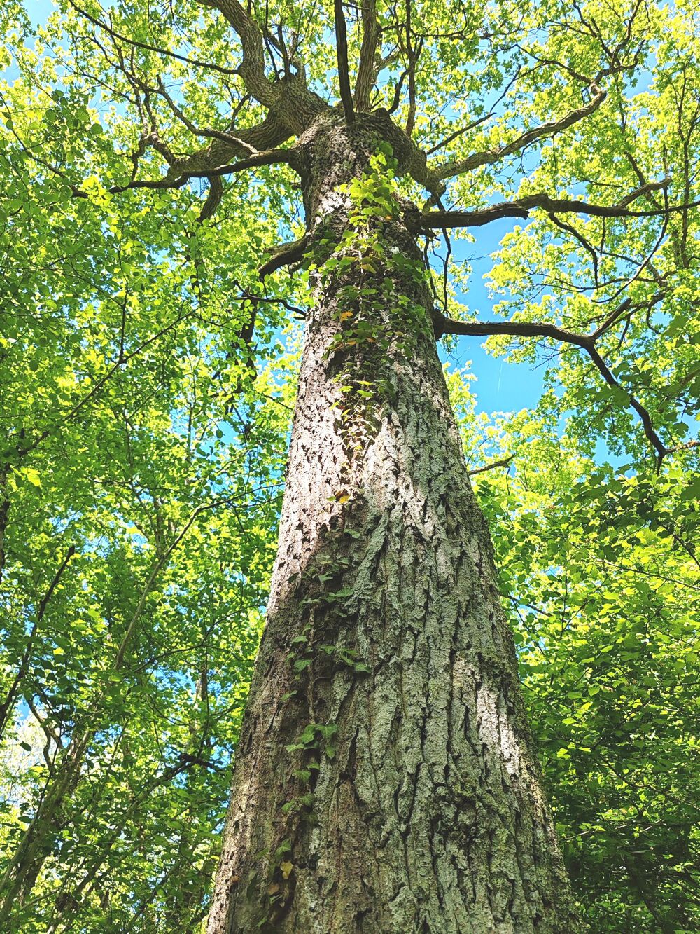 Vente Terrain Forêt Chagny