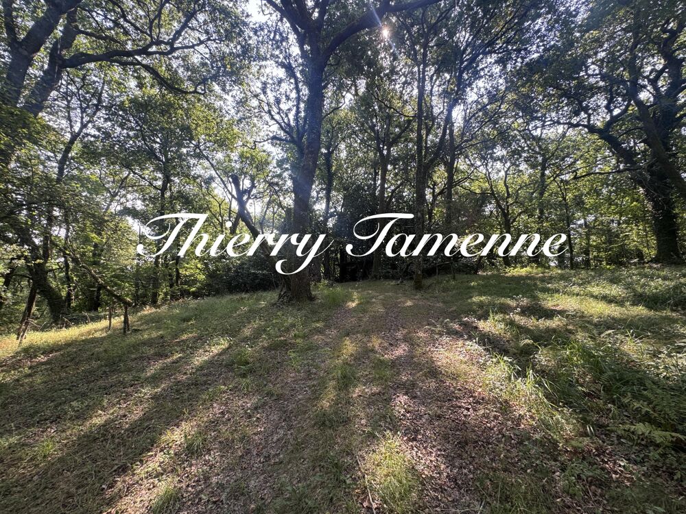 Vente Terrain Forêt Bérenx
