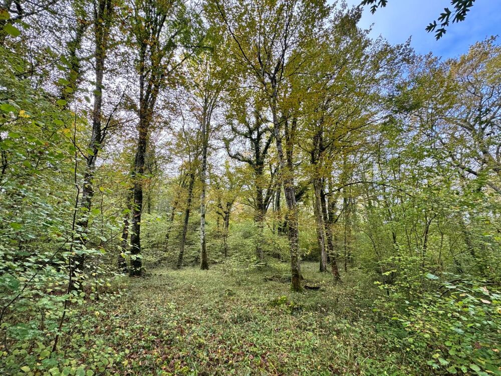 Vente Terrain Forêt Barbaste