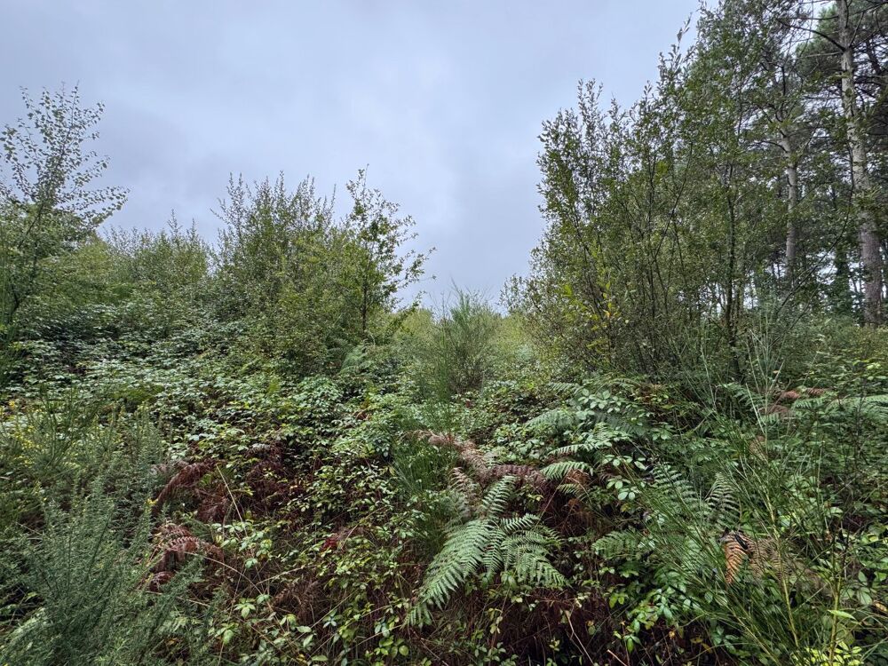 Vente Terrain Forêt Escalans