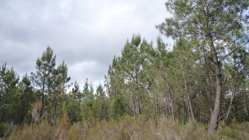 Vente Terrain Terrain Mios