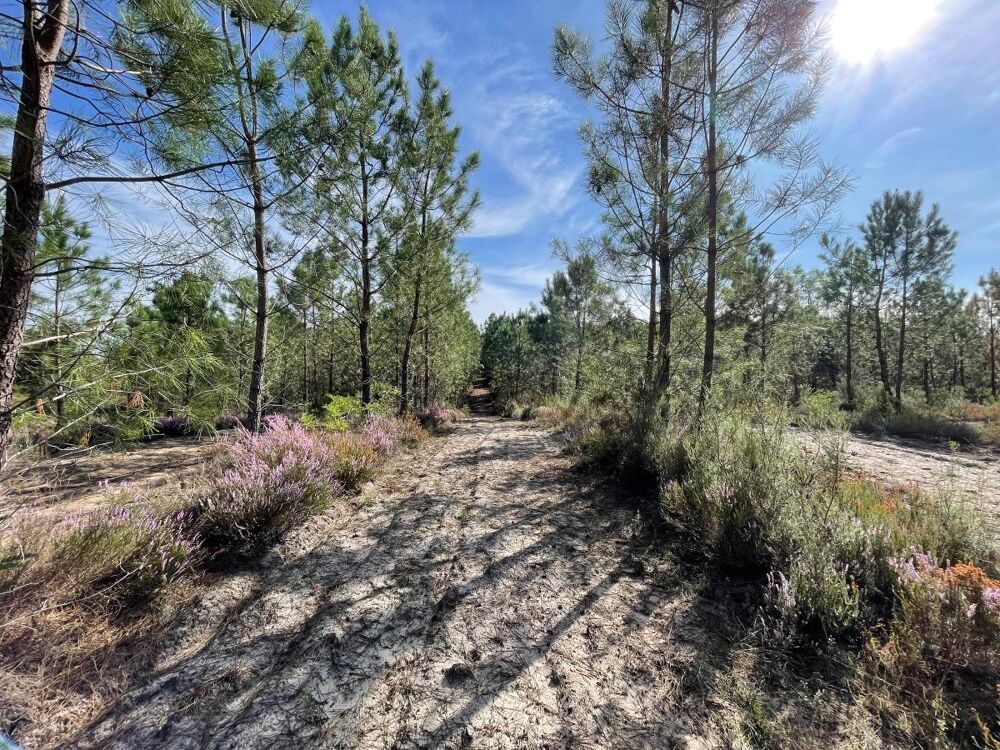 Vente Terrain Forêt Réaup-lisse