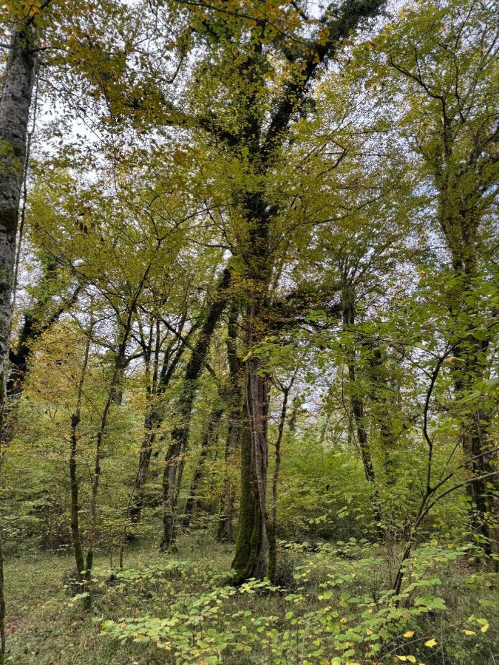 Vente Terrain Forêt Barbaste