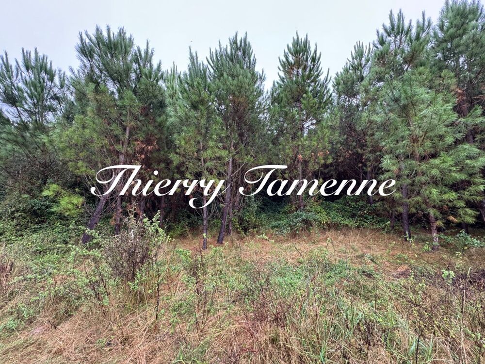 Vente Terrain Forêt Saint-pé-saint-simon