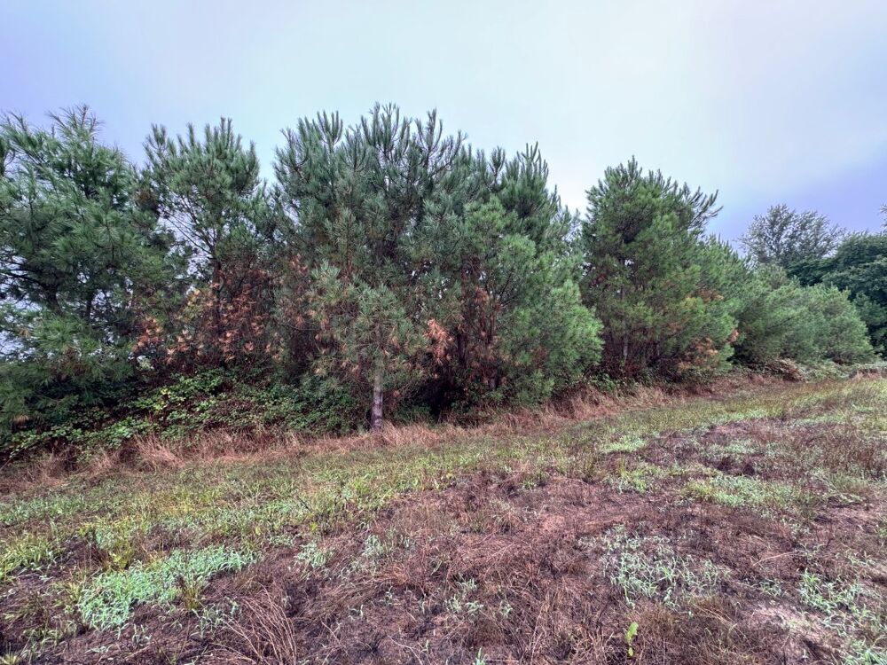 Vente Terrain Forêt Saint-pé-saint-simon