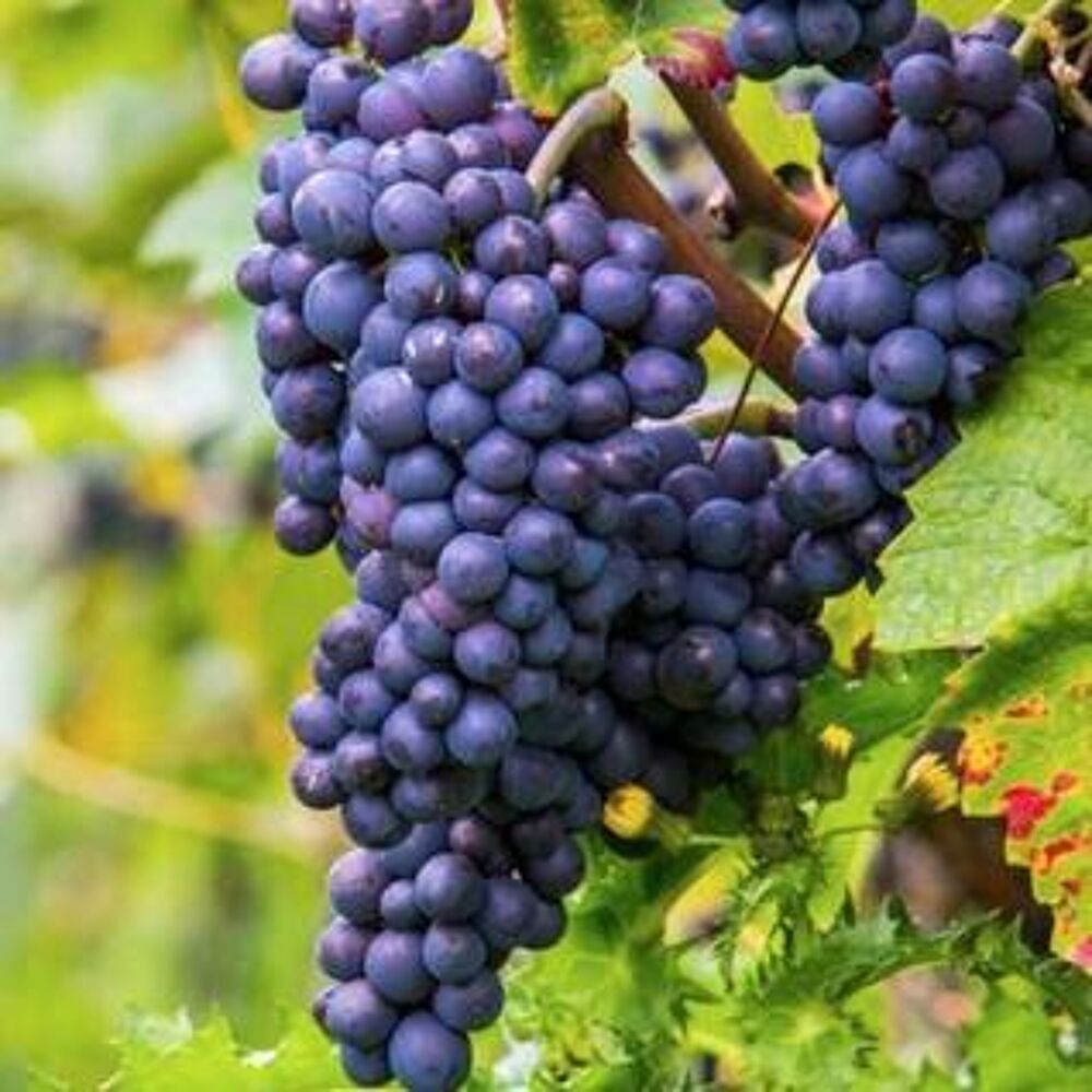 Vente murs pro à Blaye