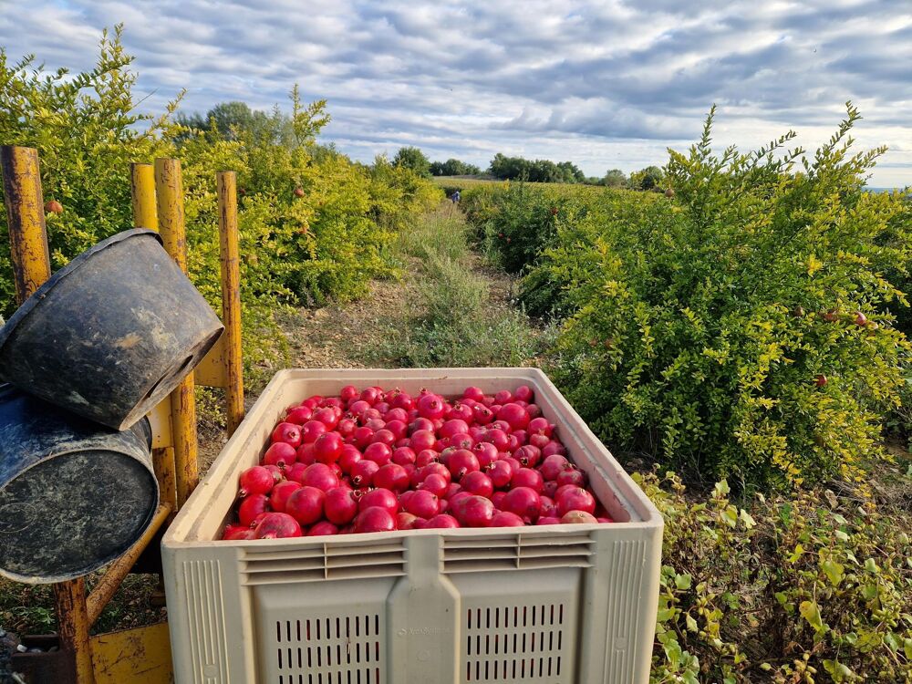 Vente Terrain Terrain agricole Fons