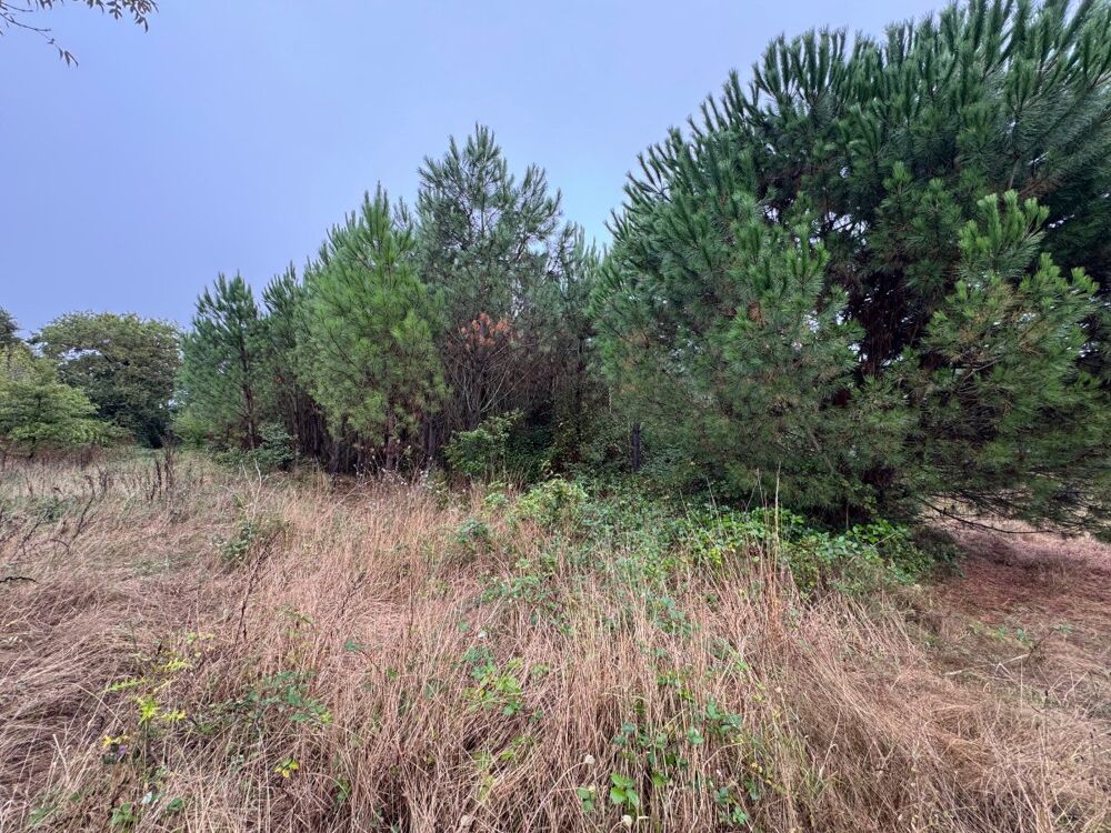 Vente Terrain Forêt Saint-pé-saint-simon