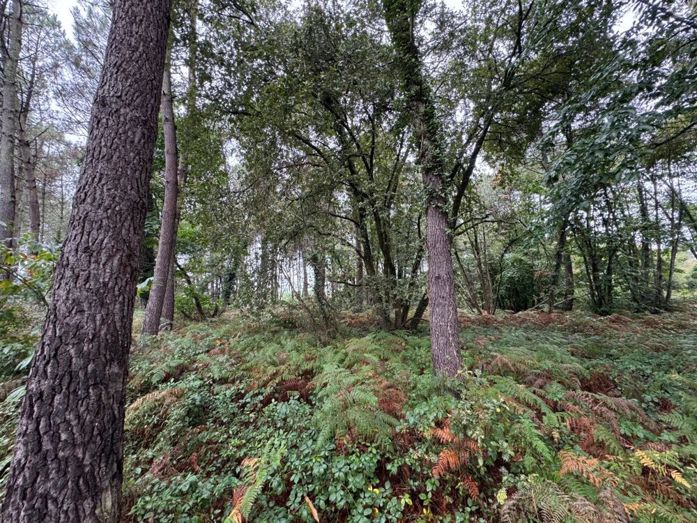 Vente Terrain Forêt Escalans