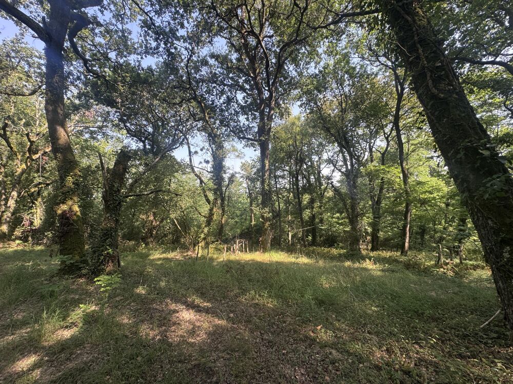 Vente Terrain Forêt Bérenx