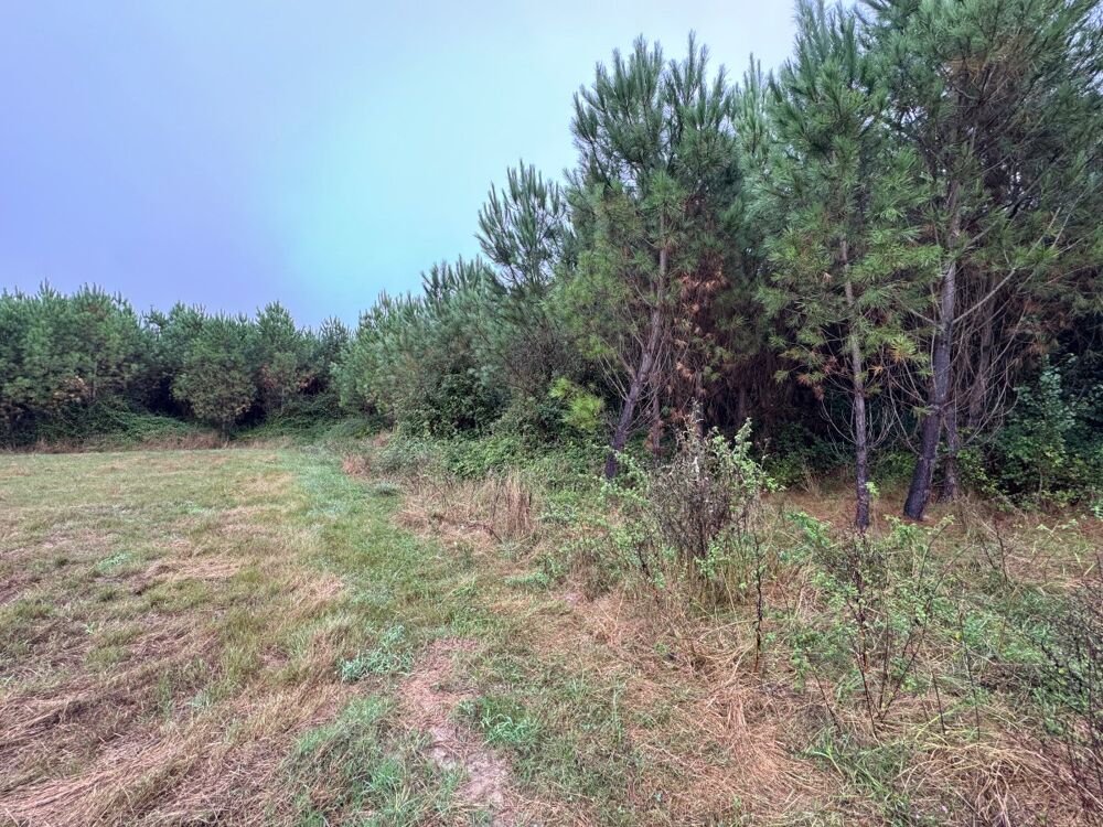 Vente Terrain Forêt Saint-pé-saint-simon