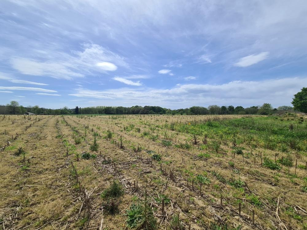 Vente Terrain Terrain constructible Sainte-marie-de-gosse