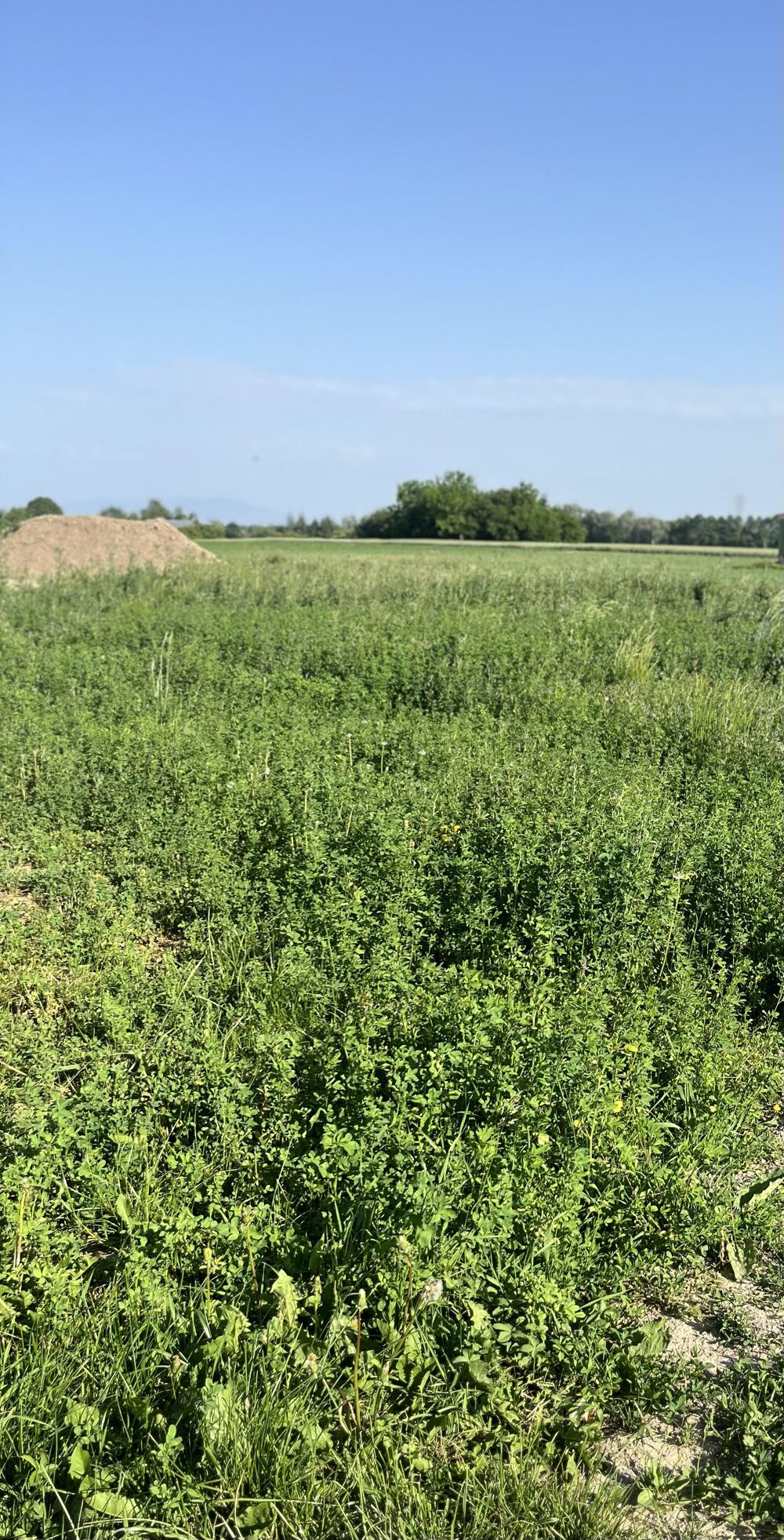Vente Terrain Terrain constructible Saasenheim