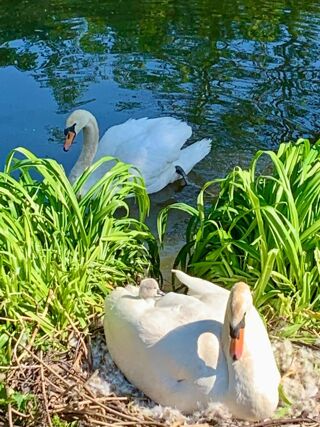  Maison � vendre 8 pi�ces 271 m�