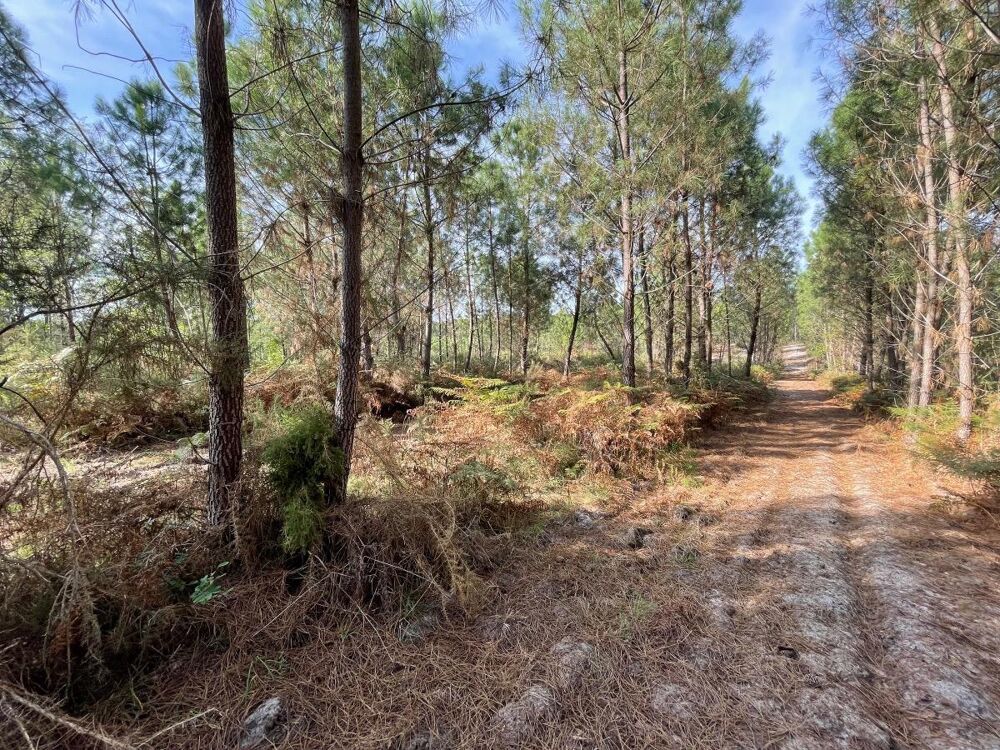 Vente Terrain Forêt Réaup-lisse