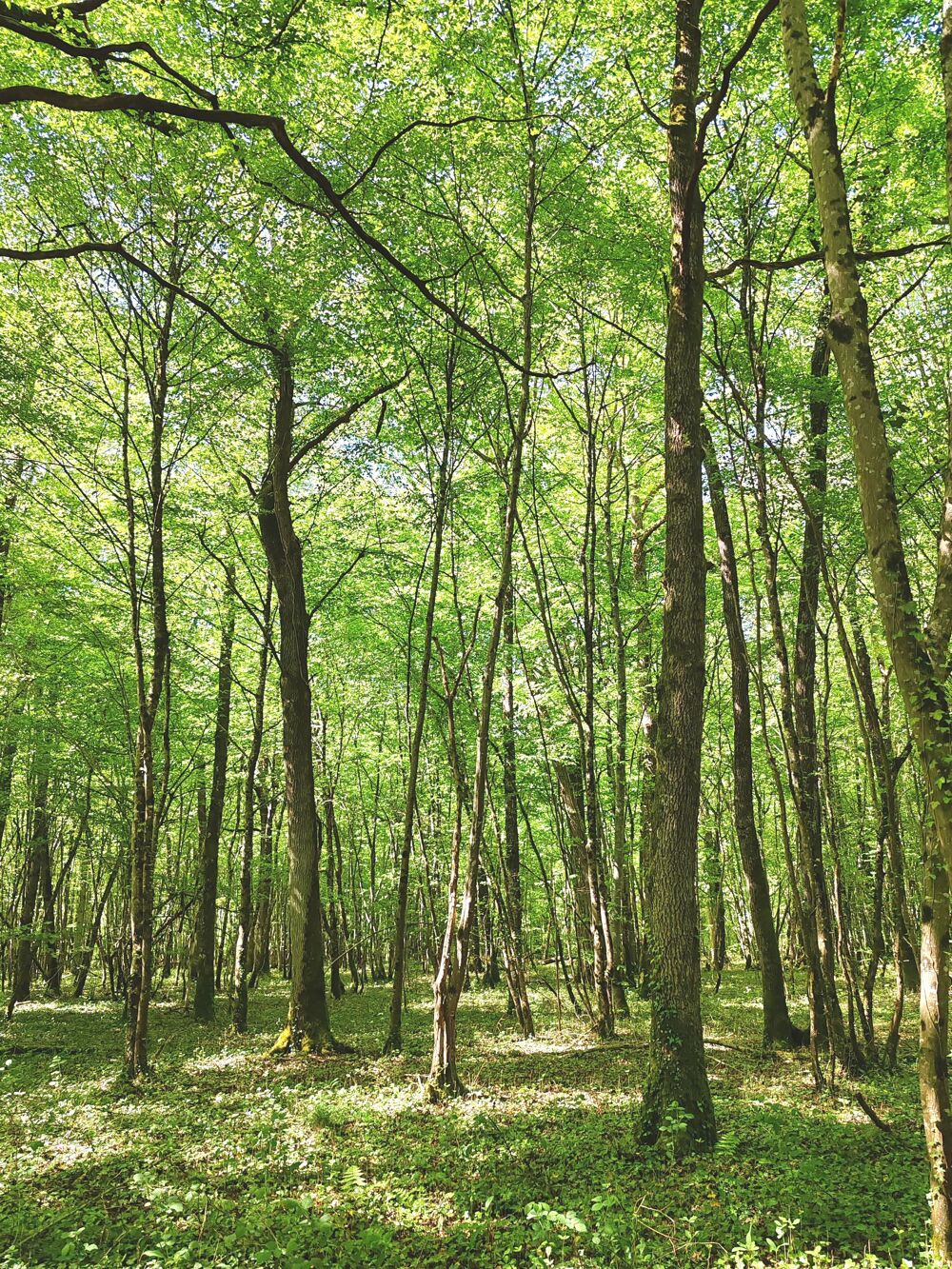 Vente Terrain Forêt Chagny