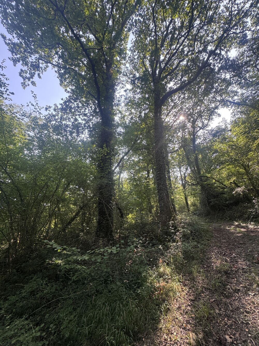Vente Terrain Forêt Bérenx