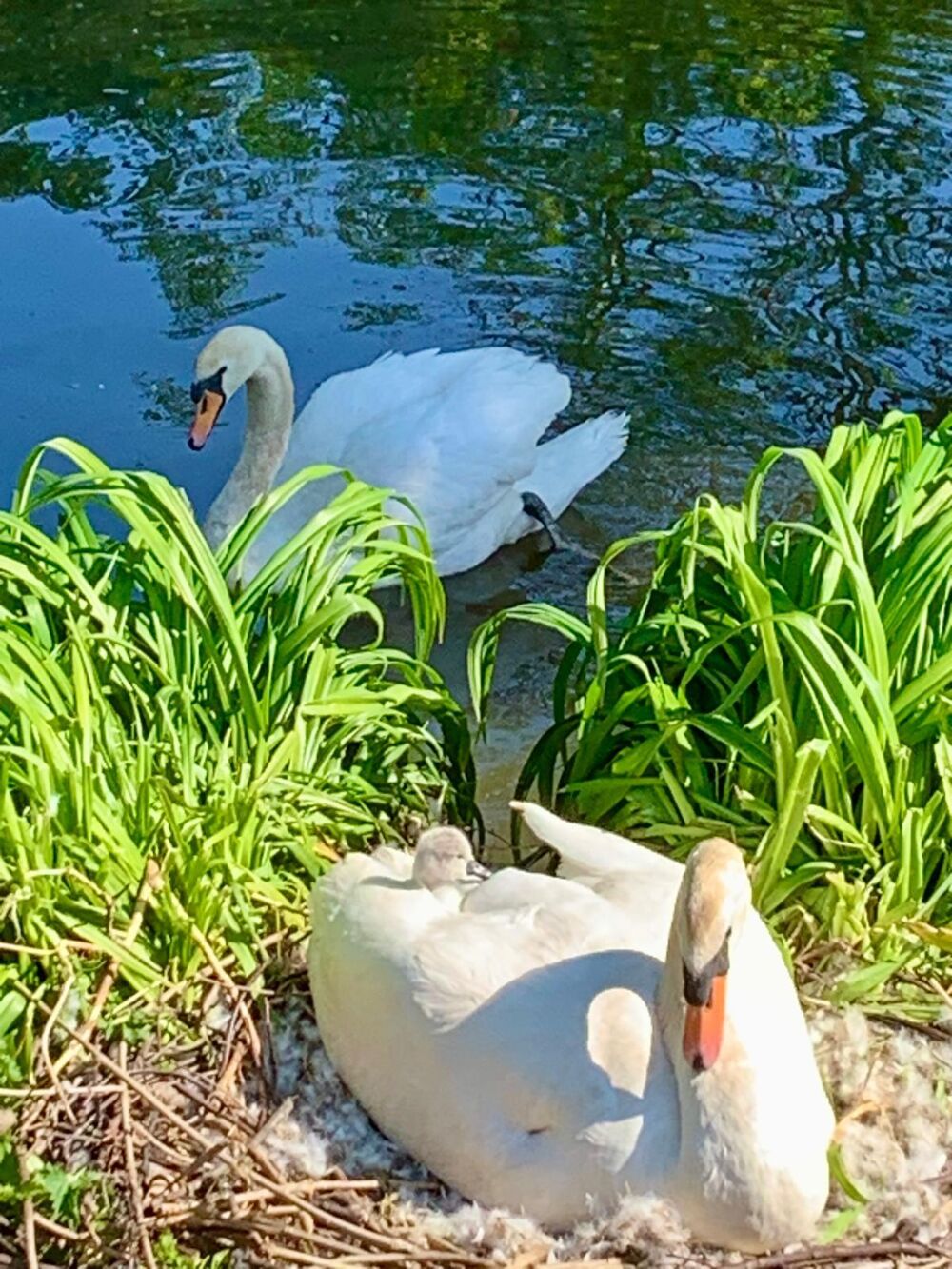 � vendre  Maison Compi�gne (60200)