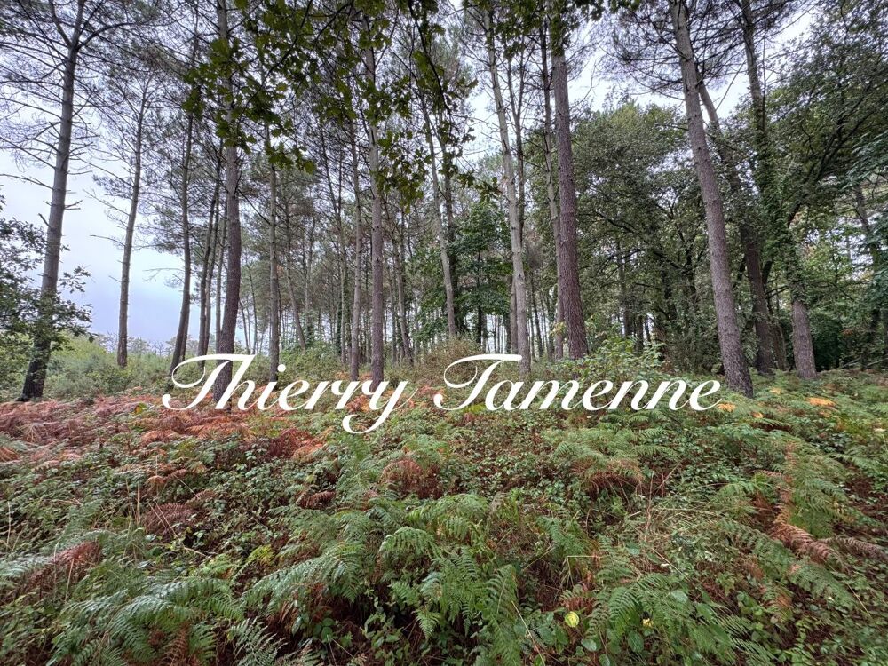 Vente Terrain Forêt Escalans