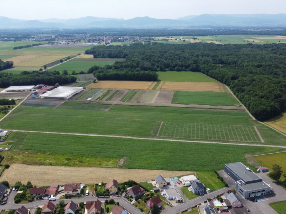 Vente Terrain Terrain Bindernheim