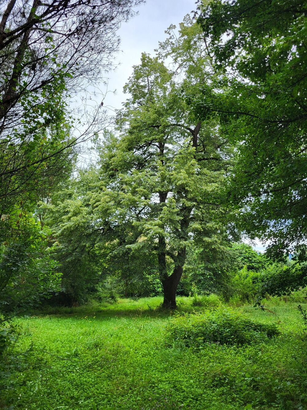 Vente Propriété/Château Propriété 12 pièces Castres