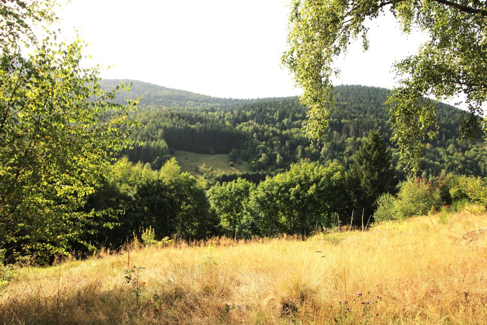 Vente Terrain Terrain constructible Bussang