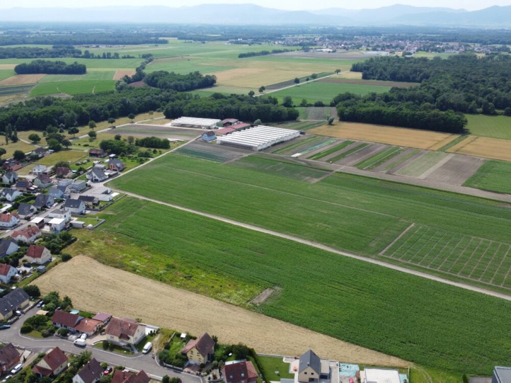 Vente Terrain Terrain Bindernheim