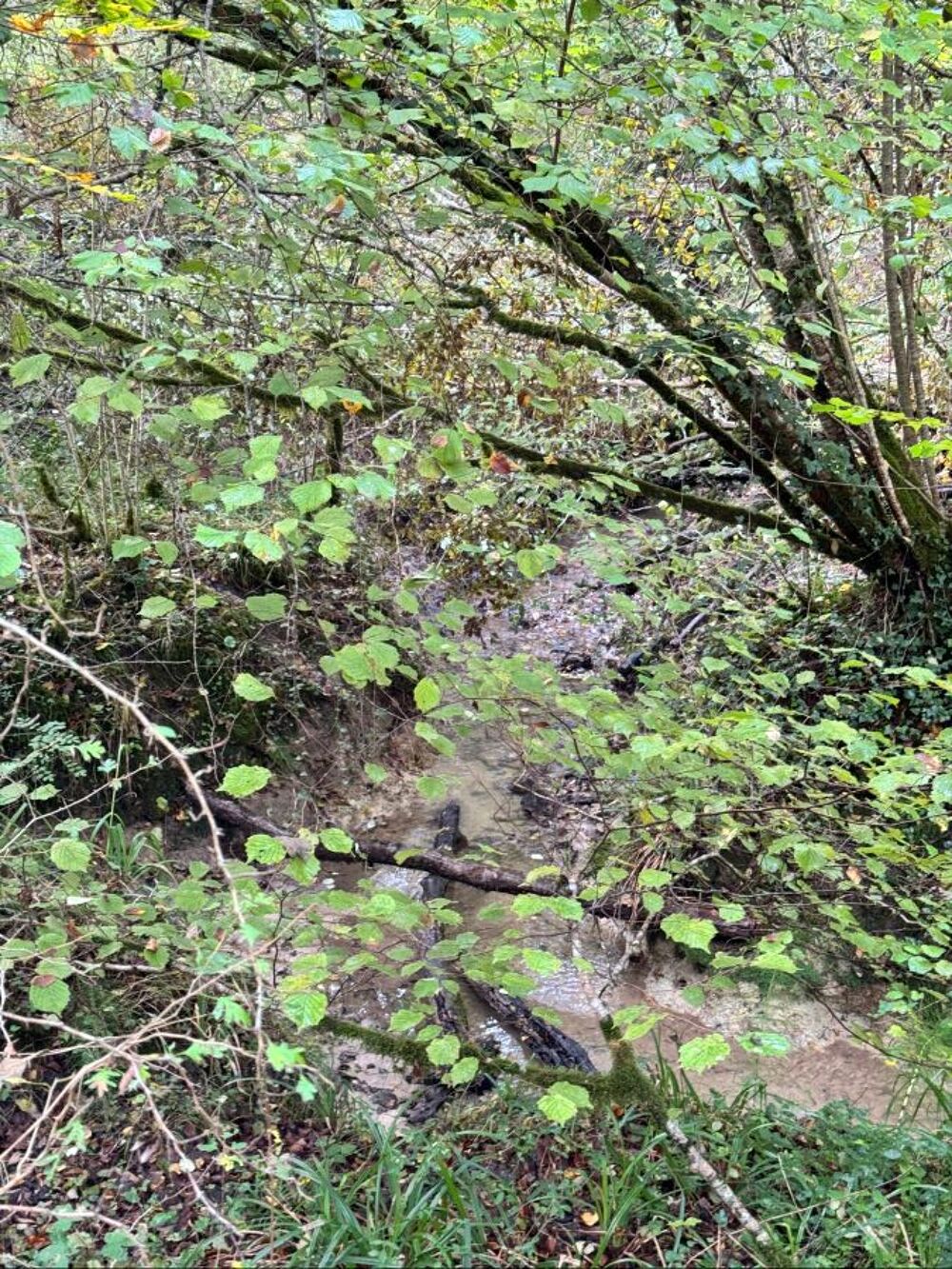 Vente Terrain Forêt Barbaste
