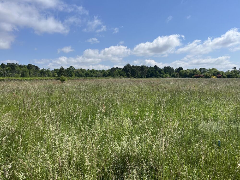 Vente Terrain Terrain constructible Bazas
