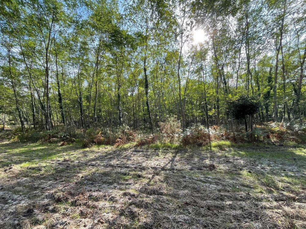 Vente Terrain Forêt Réaup-lisse