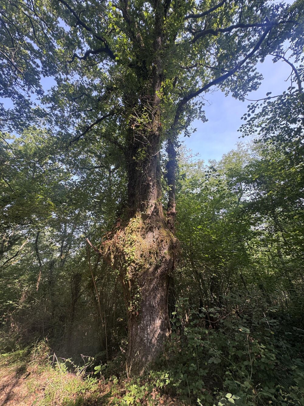 Vente Terrain Forêt Bérenx