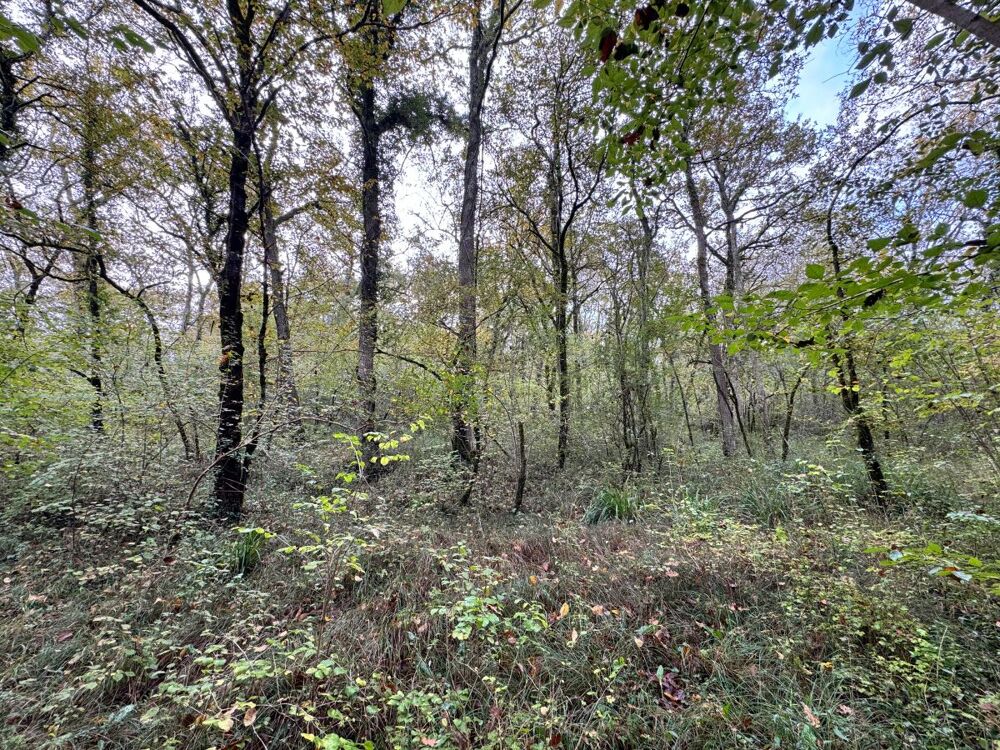 Vente Terrain Forêt Barbaste