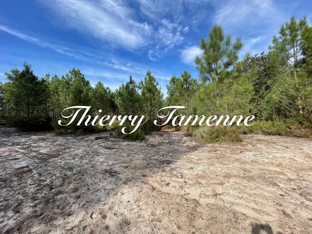 Vente Terrain Forêt Réaup-lisse
