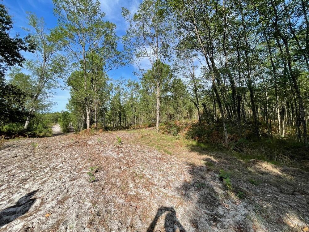 Vente Terrain Forêt Réaup-lisse
