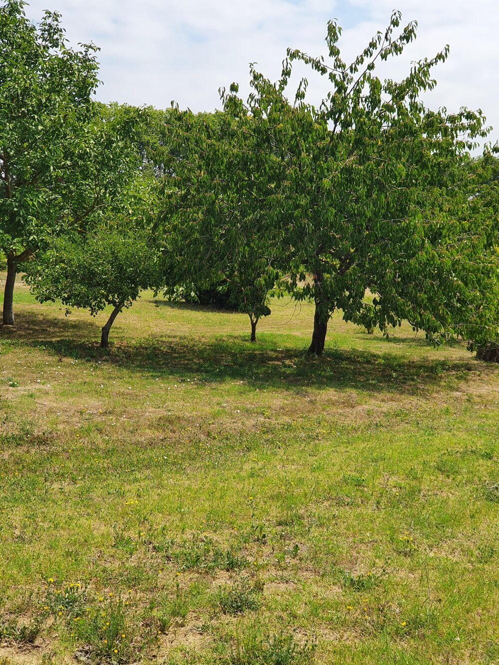 Vente Terrain Terrain constructible Odars