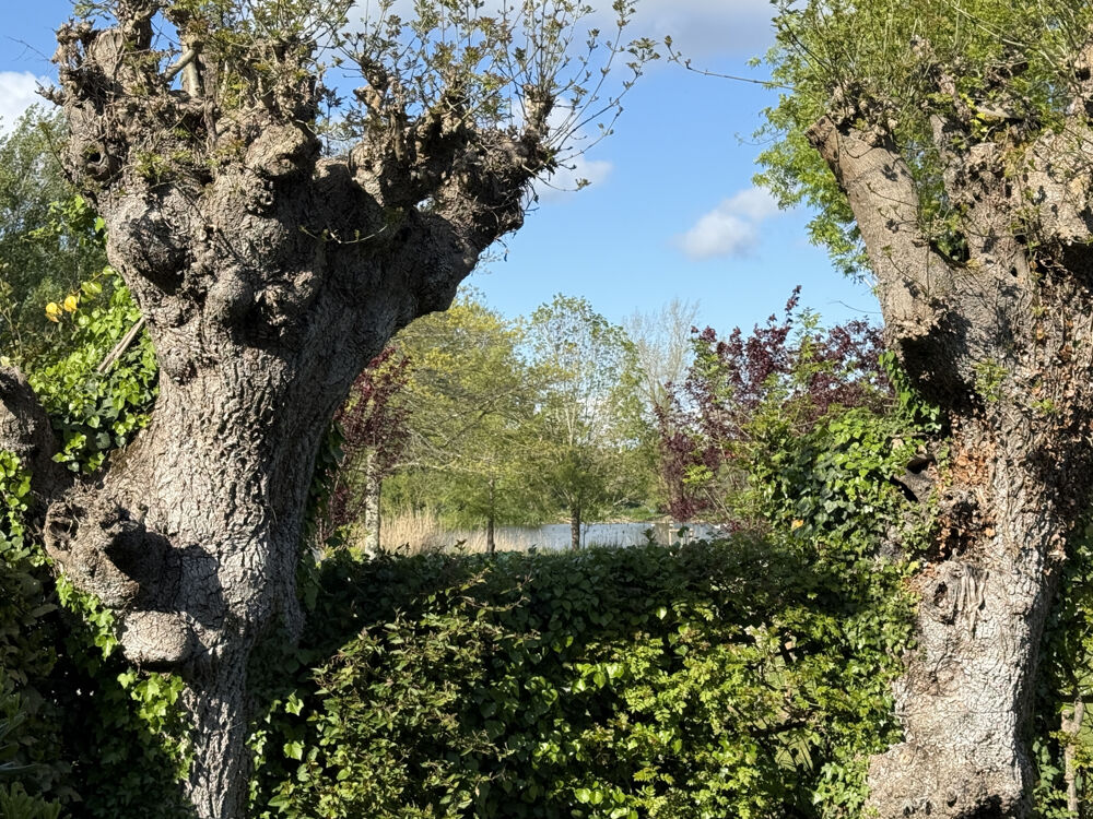 � vendre  Maison Royan (17200)