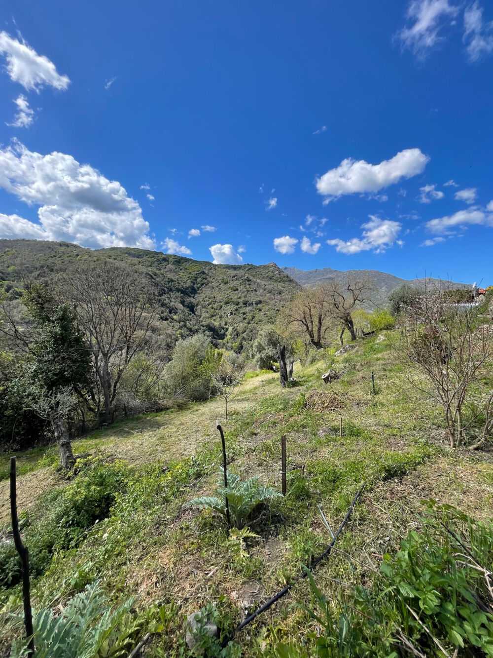 Vente Terrain À acheter 109610 € à Piève : terrain avec L'Agence Bastia Balagne Pieve
