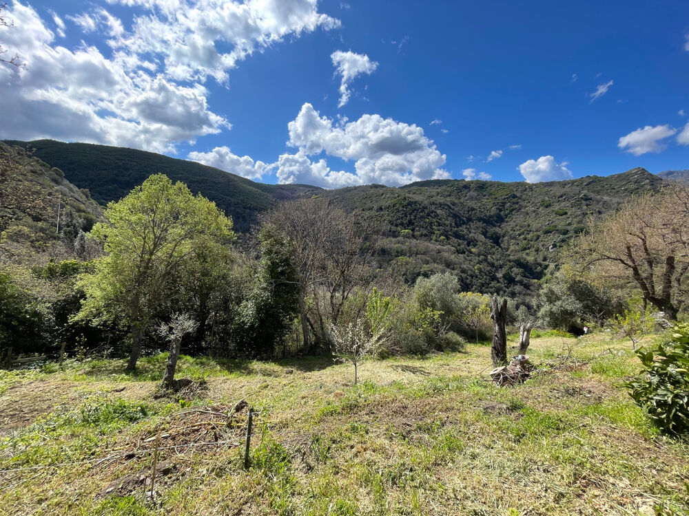 Vente Terrain À acheter 109610 € à Piève : terrain avec L'Agence Bastia Balagne Pieve